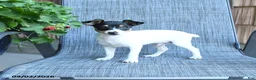 Toy Fox Terrier dogs for sale: Garth - Ad 2
