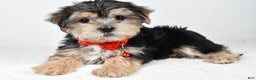 Morkie dogs for sale: Victor - Ad 1