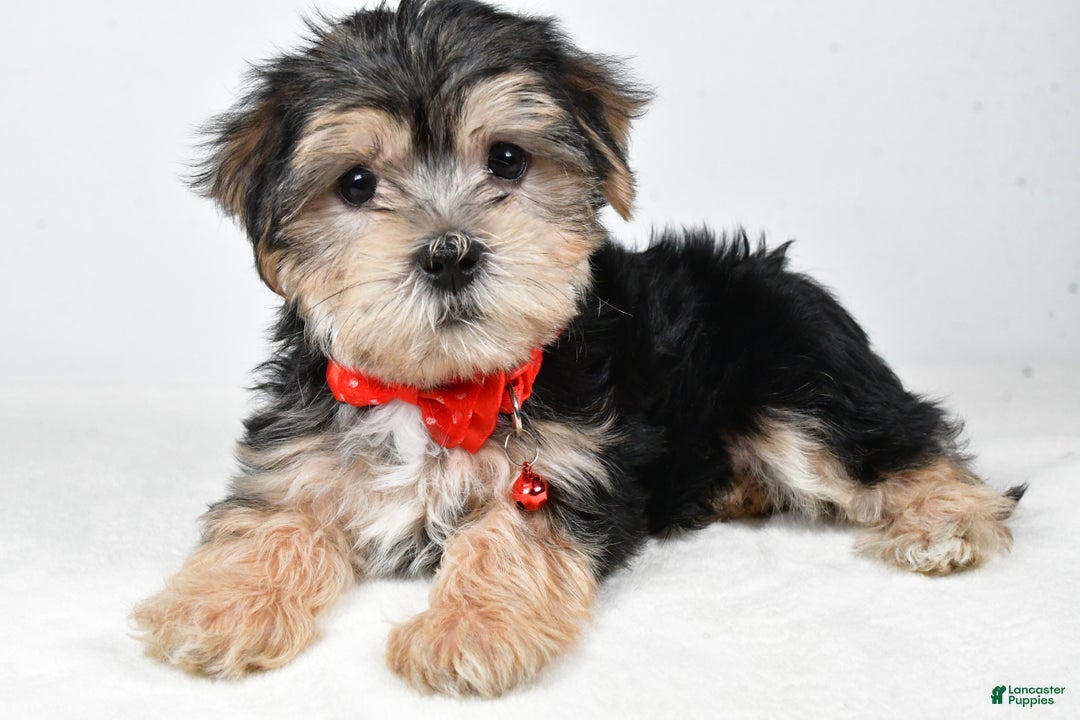 Morkie dogs for sale: Victor - Ad 1