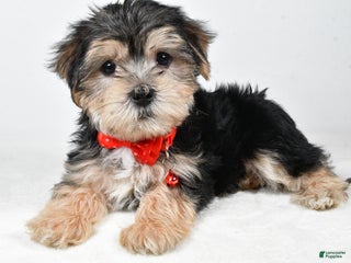Morkie dogs Victor - Ad 26