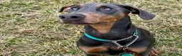 Doberman Pinscher dogs for sale: Lyra - Ad 4