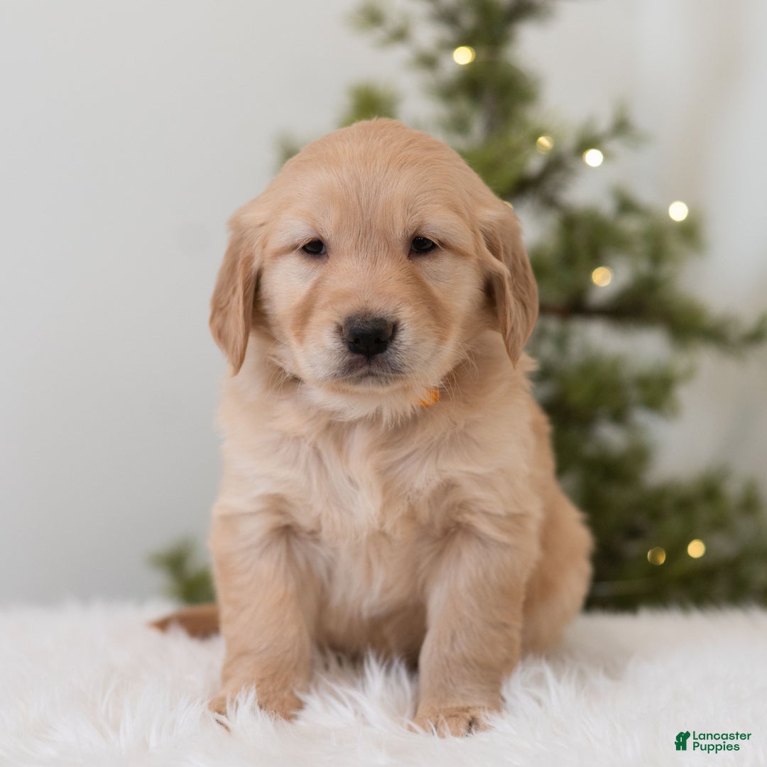 Golden Retriever dogs for sale: Faith  - Ad 4