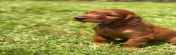Irish Setter dogs for sale: Dark blue collar  - Ad 4