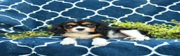 Cavalier King Charles Spaniel dogs for sale: Cookies and Cream - Ad 4