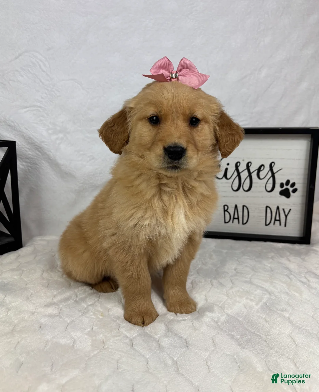 Golden Retriever dogs for sale: Goldie - Ad 2