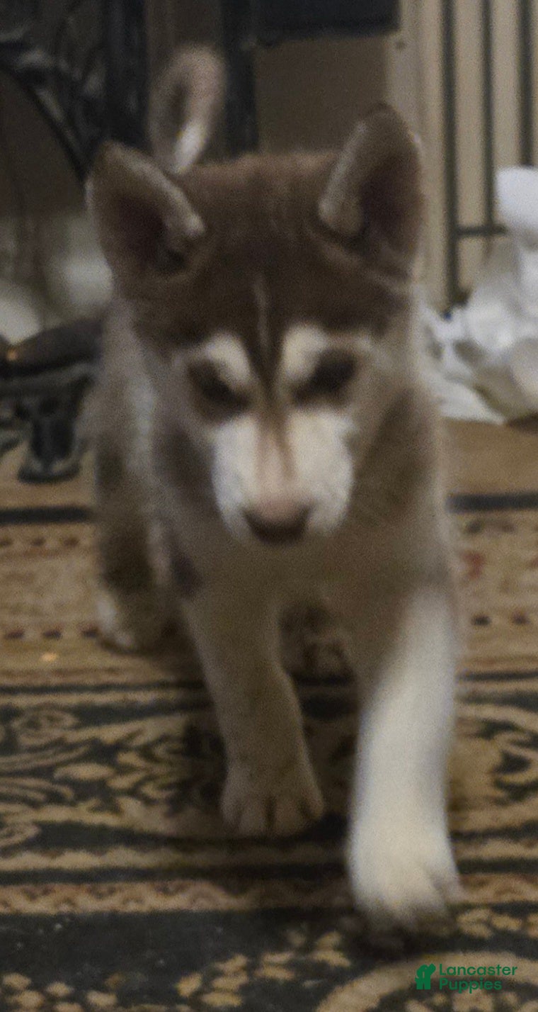 Siberian Husky dogs Ian - Ad 2