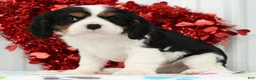 Cavalier King Charles Spaniel dogs for sale: Spotty - Ad 4
