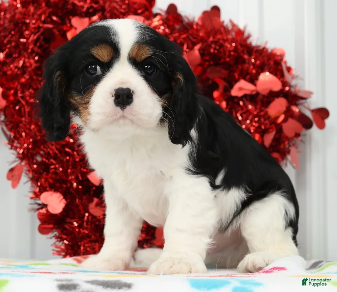 Cavalier King Charles Spaniel dogs for sale: Spotty - Ad 4