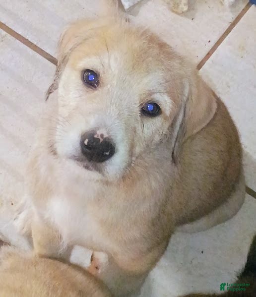 Mixed Breed dogs BLONDEE  - Ad 24