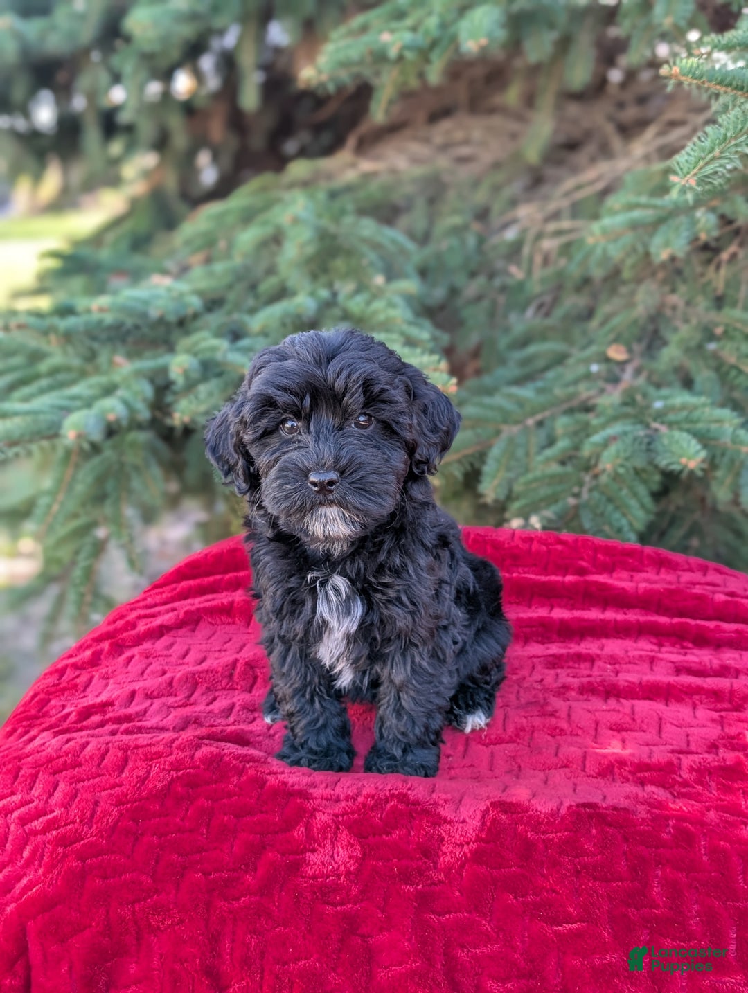 Shihpoo dogs for sale: Whinny  - Ad 4
