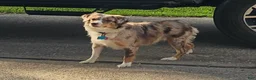 Mixed Breed dogs for sale: Mixed Breed 2 - Ad 5