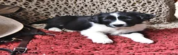 Border Collie dogs for sale: Gypsy - Ad 2