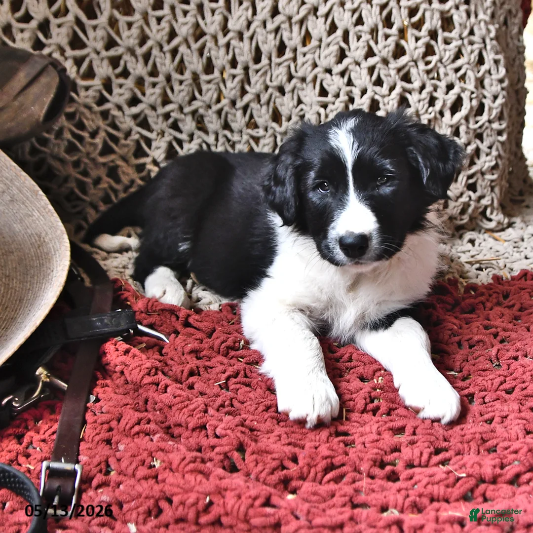 Border Collie dogs for sale: Gypsy - Ad 2