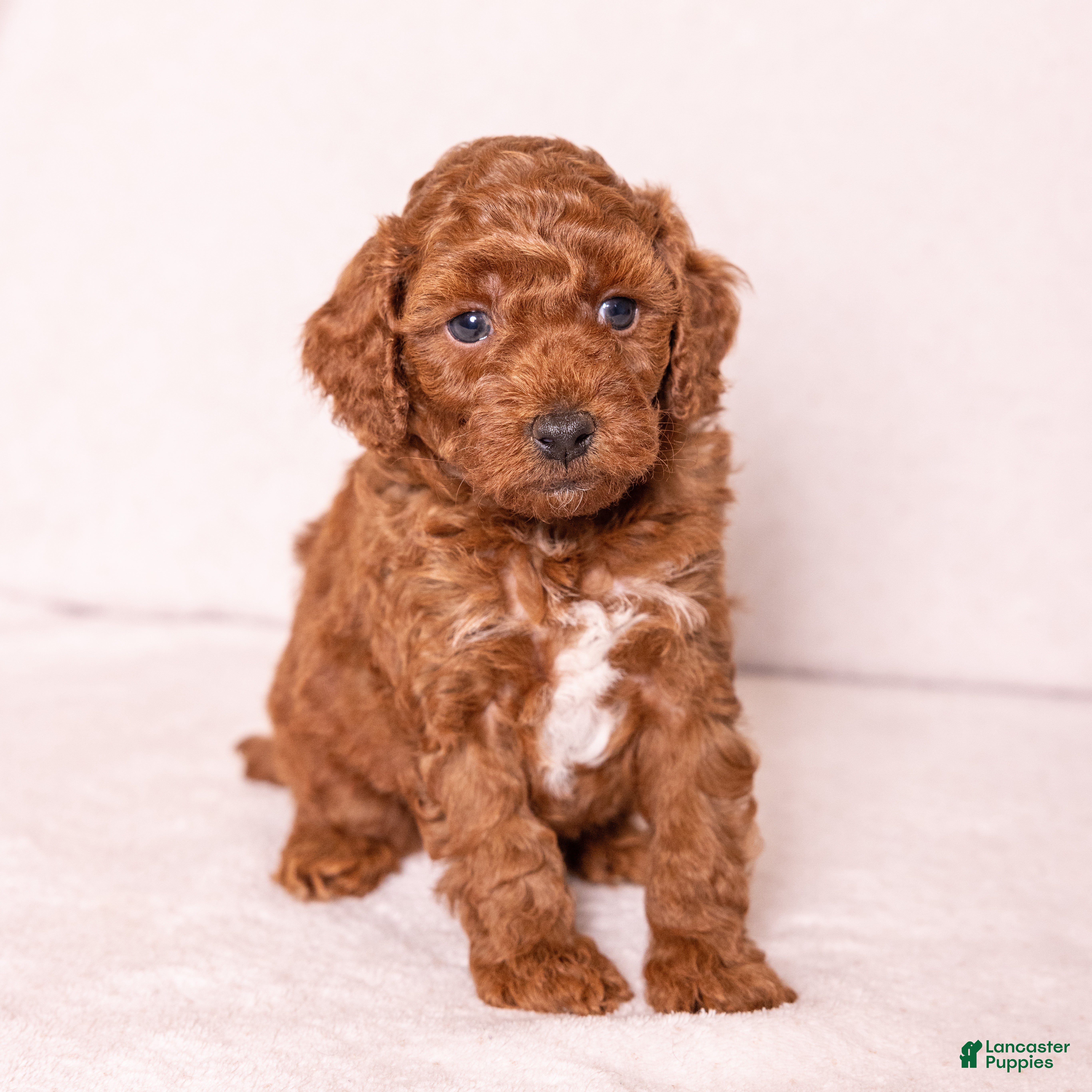 Miniature Poodle dogs for sale: Dexter - Ad 3