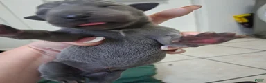 Great Dane 4