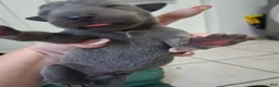 Great Dane dogs for sale: Great Dane 4 - Ad 1