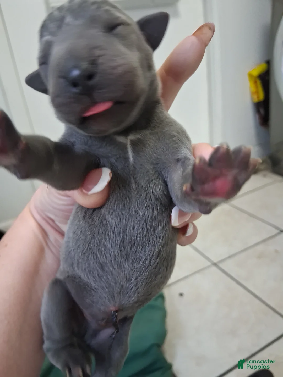 Great Dane dogs for sale: Great Dane 4 - Ad 1