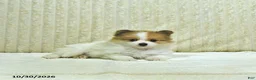 Pomeranian dogs for sale: Millie - Ad 4
