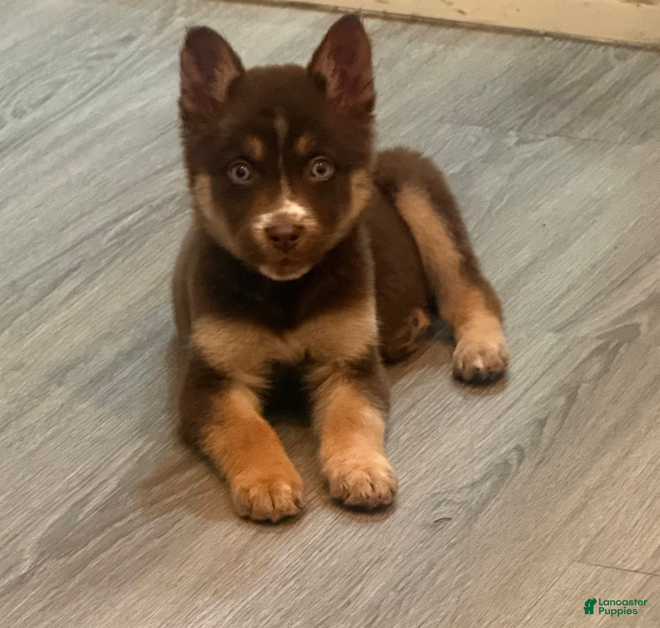 Gerberian Shepsky dogs Roxy - Ad 1