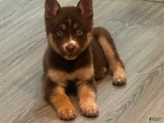 Gerberian Shepsky dogs Roxy - Ad 9