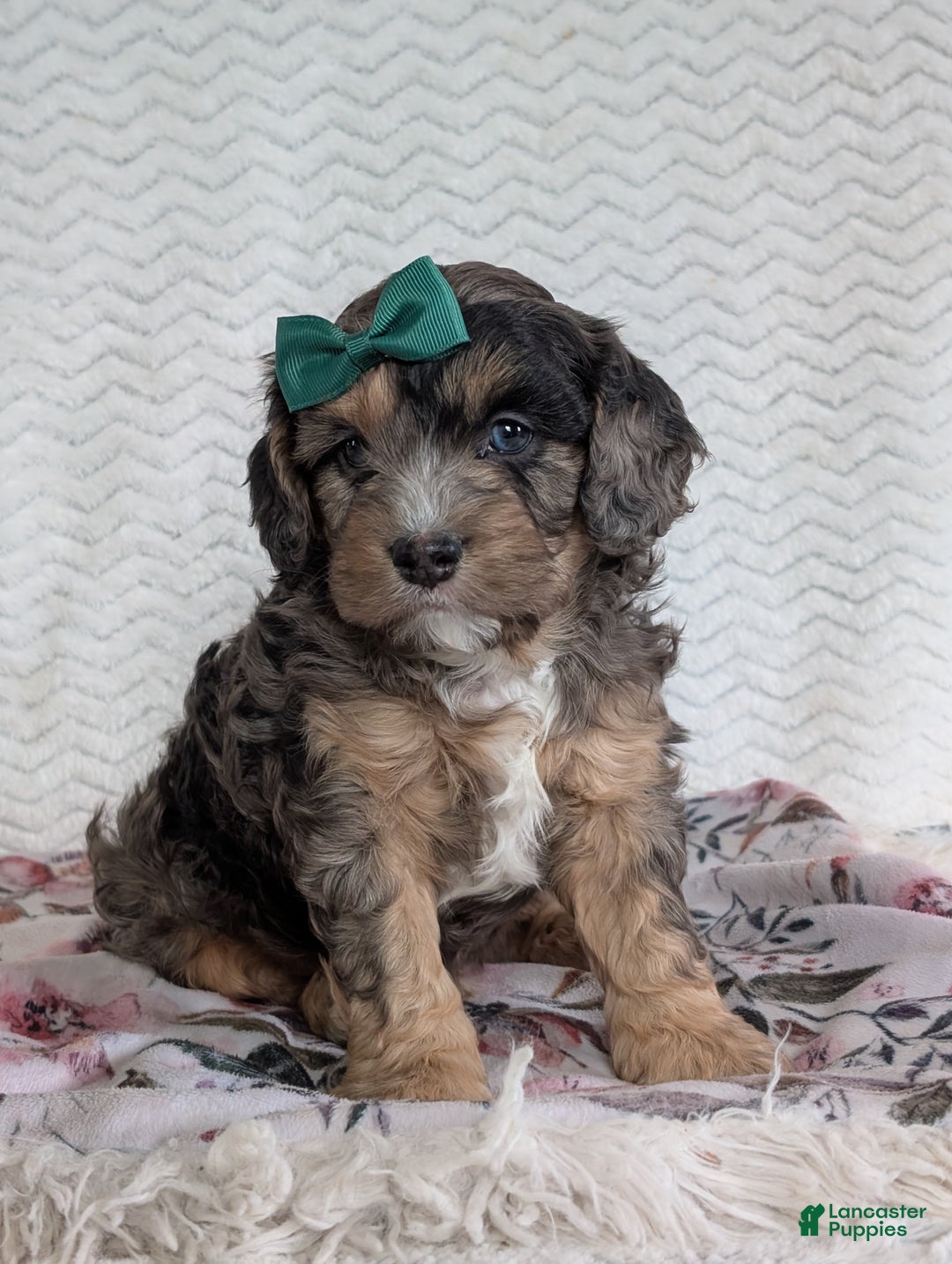 Cavapoo dogs for sale: Charlie  - Ad 8