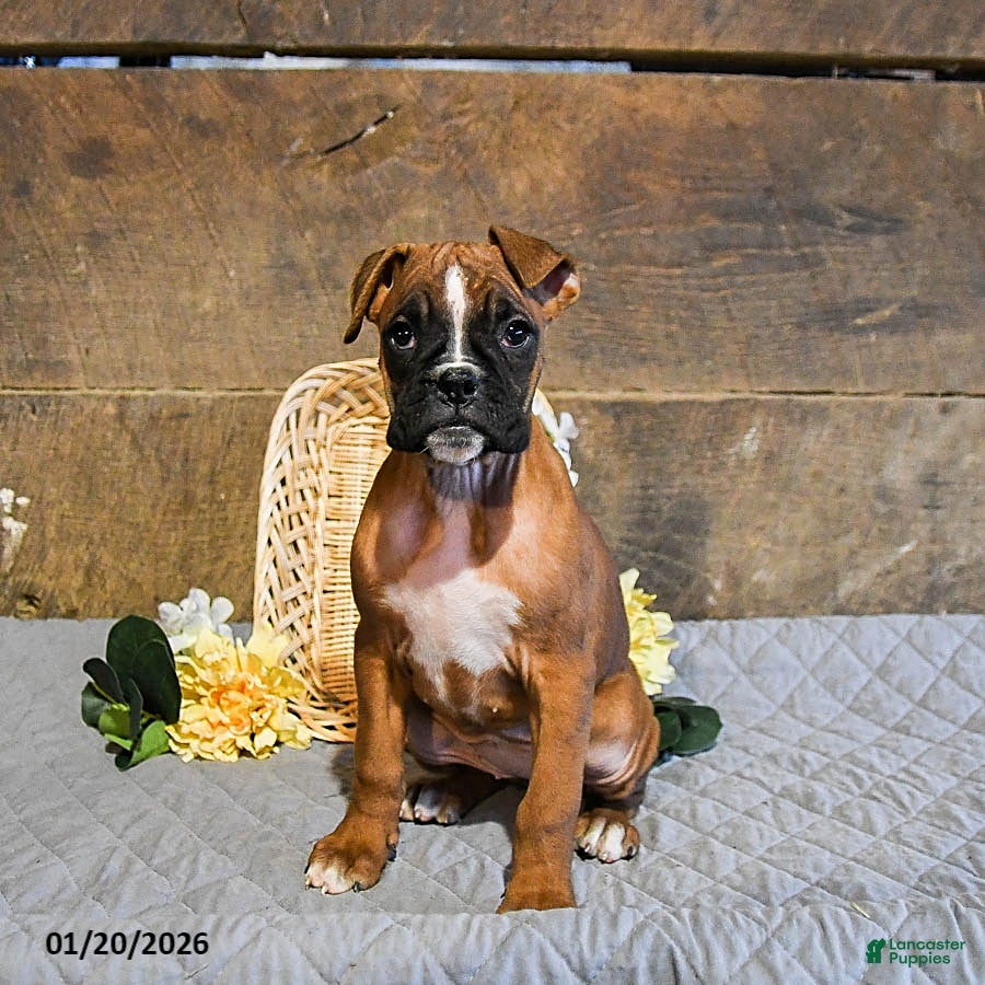 Boxer dogs Nutmeg - Ad 2