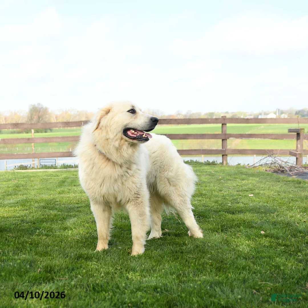 Great Pyrenees dogs for sale: Maverick - Ad 2