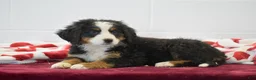 Bernese Mountain Dog dogs for sale: Orchid - Ad 2