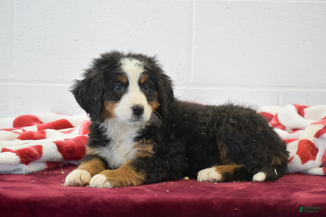 Bernese Mountain Dog dogs for sale: Orchid - Ad 2