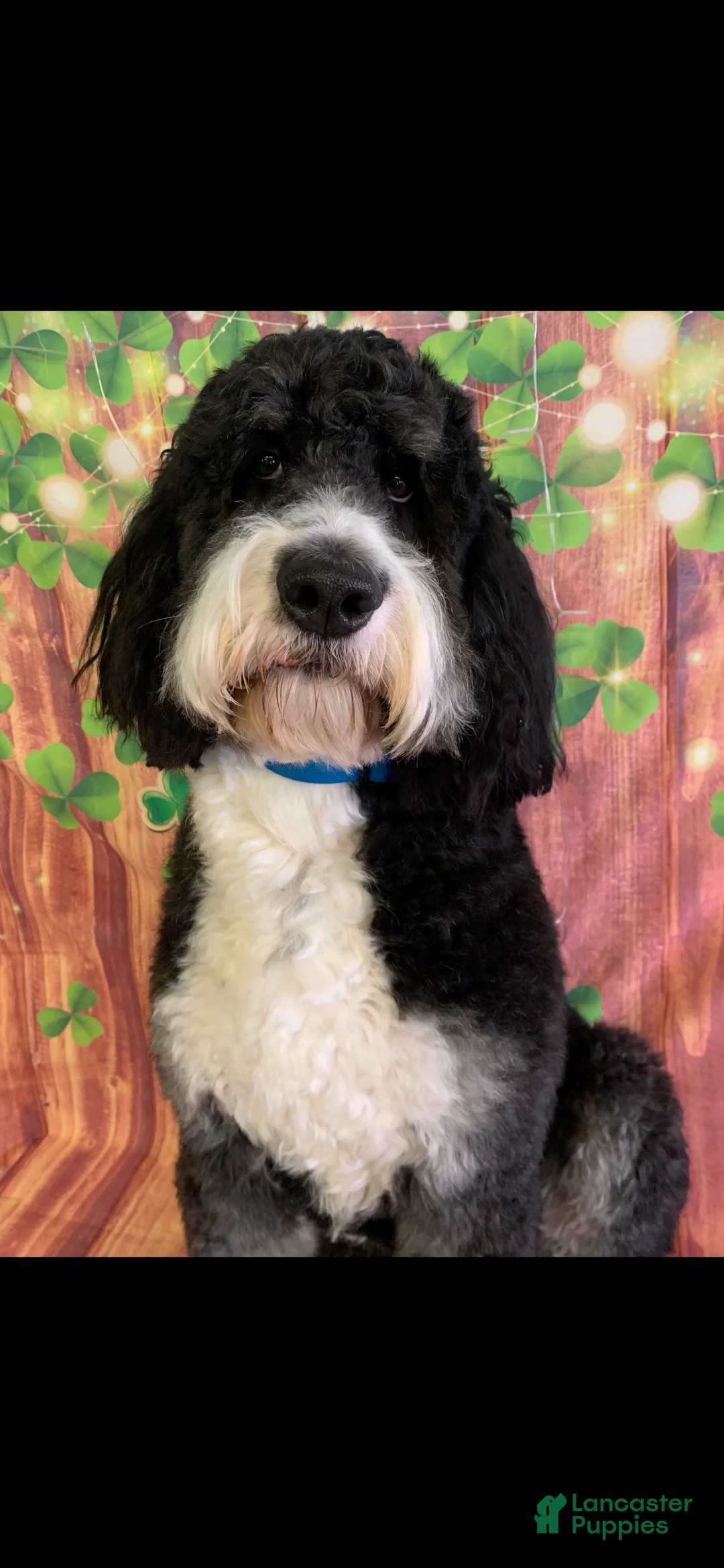 Bernedoodle dogs for sale: Australian Mountain Doodle Fuller - Ad 12