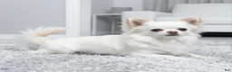 Chihuahua dogs for sale: Fancy - Female White and Cream Long Haired Chihuahua Puppy - Ad 7