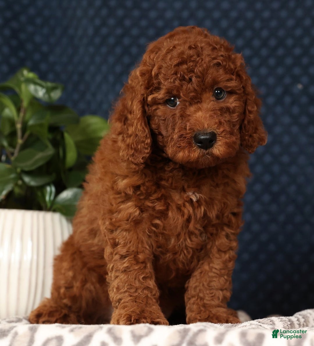 Miniature Poodle dogs for sale: Scott - Ad 3