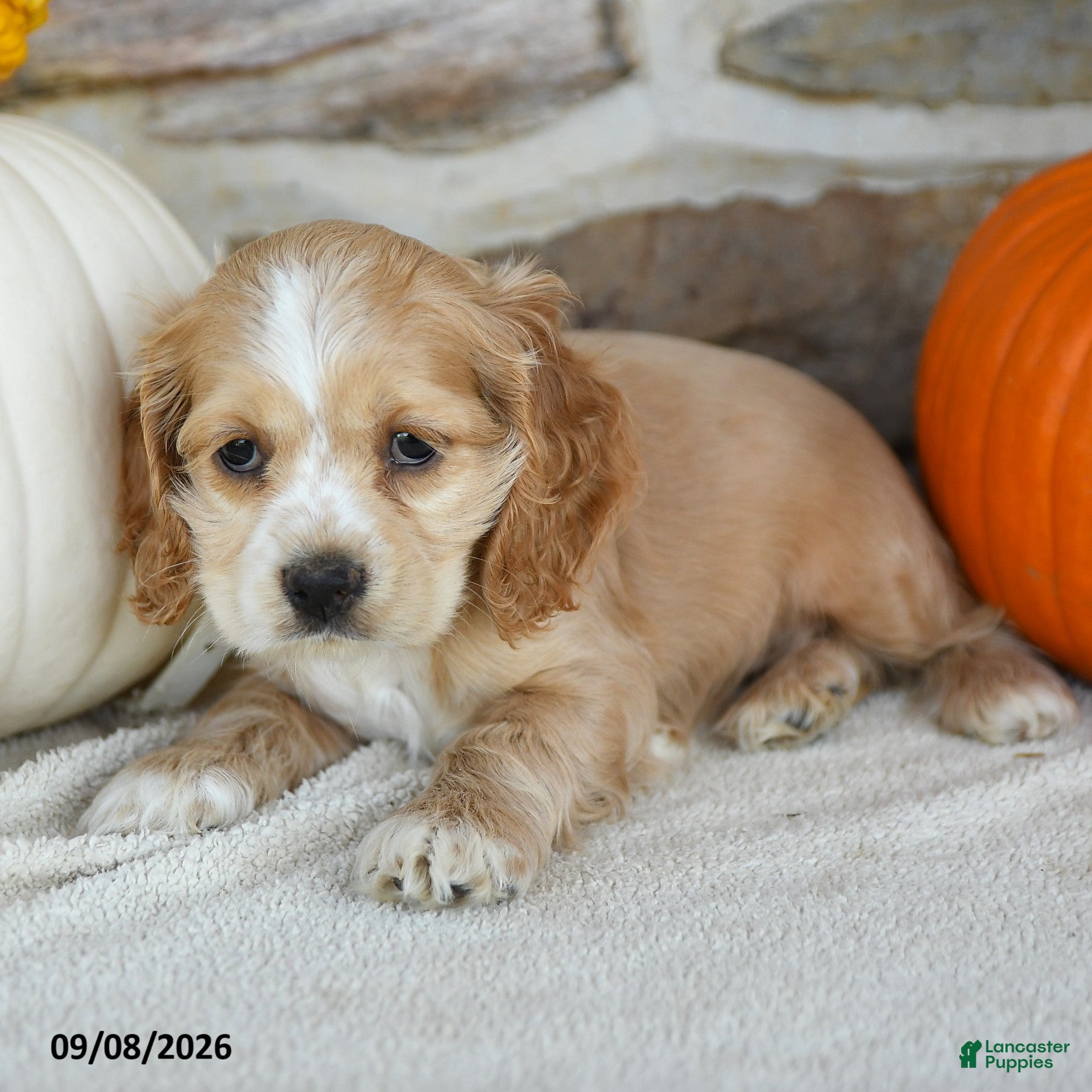 English Cocker Spaniel dogs Rainbow - Ad 2