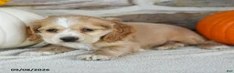 English Cocker Spaniel dogs for sale: Rainbow - Ad 2