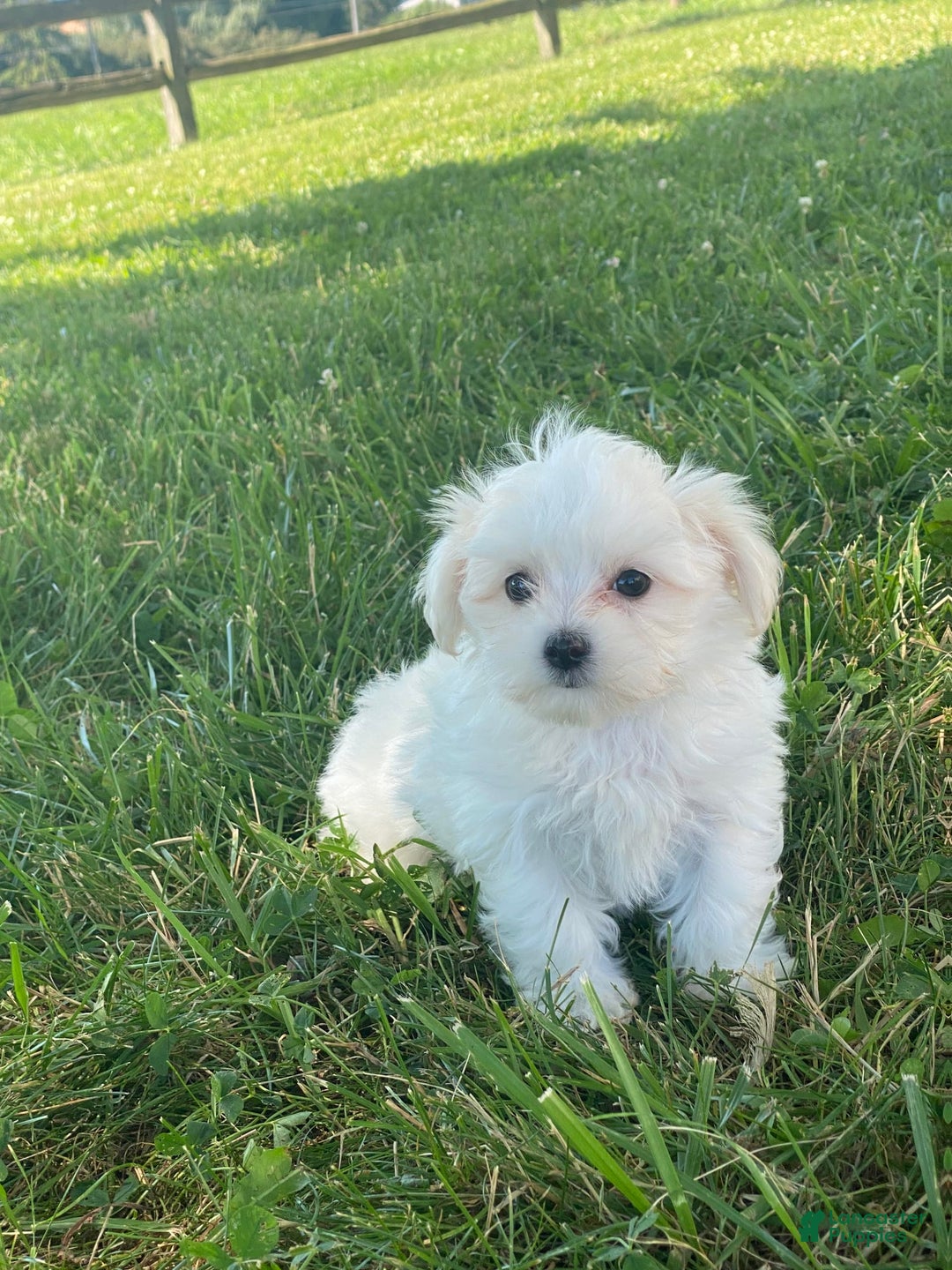 Maltese dogs for sale: Millie - Ad 6