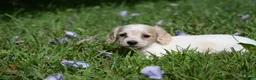 Miniature Dachshund dogs for sale: Violet - Ad 4