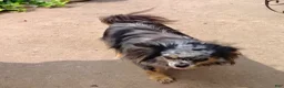 Pomchi dogs for sale: Bebe - Ad 7