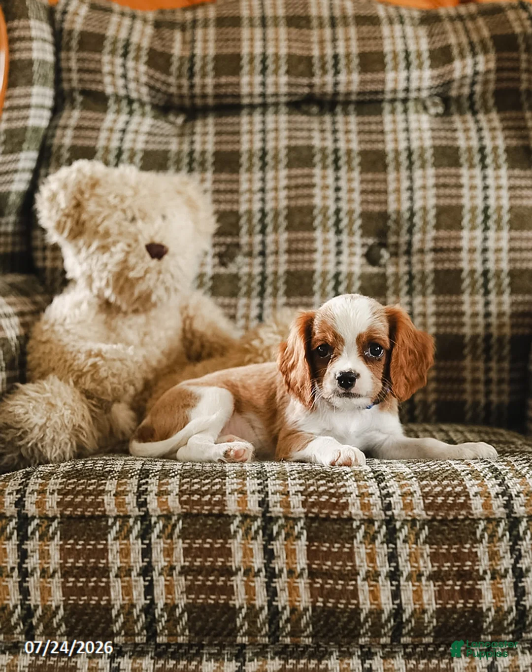 Cavalier King Charles Spaniel dogs for sale: Kevin - Ad 2