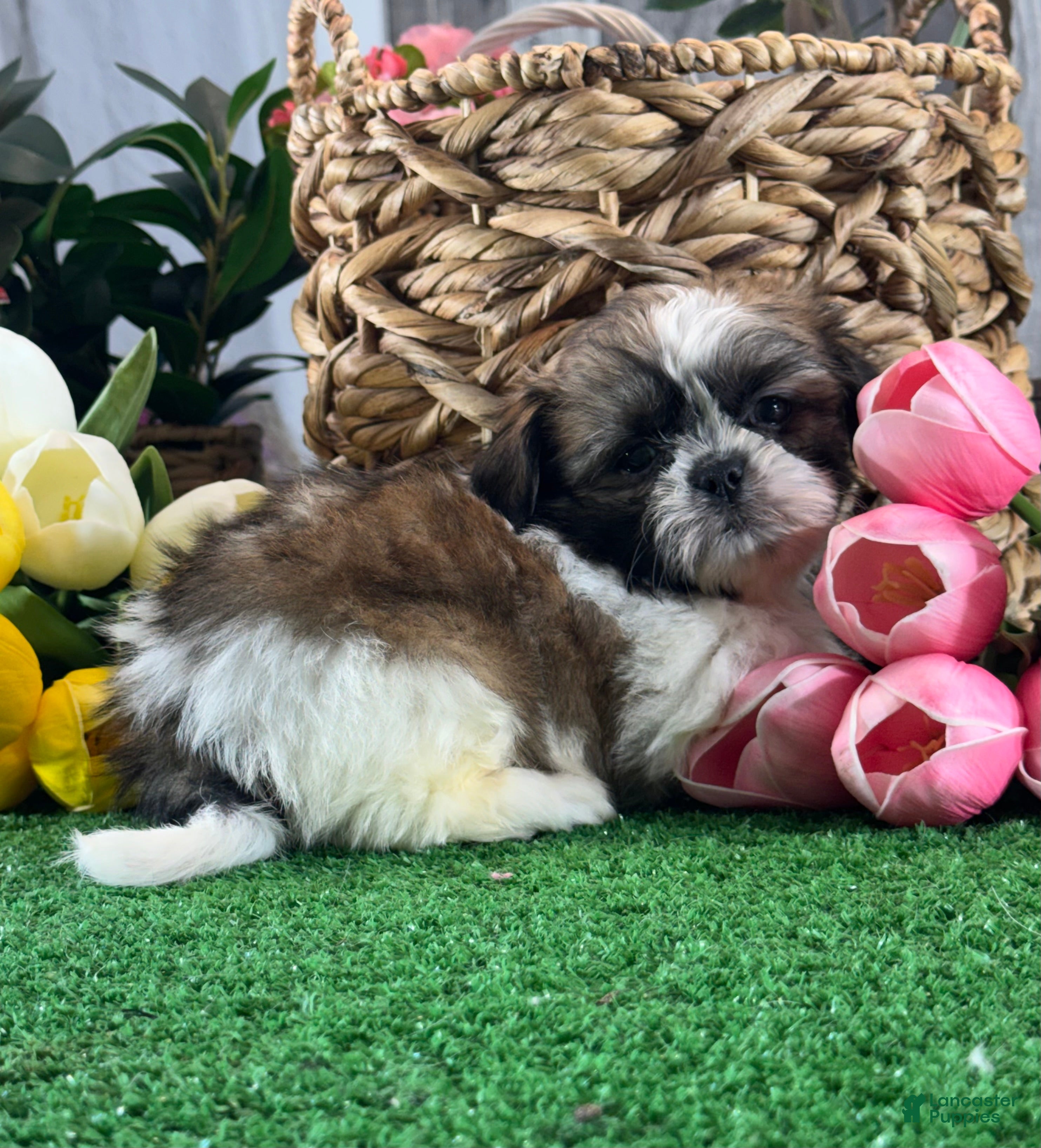 Shih Tzu dogs for sale: Skipper 🍔 - Ad 4