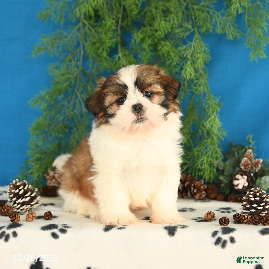 Shih Tzu dogs for sale: Carter - Ad 2