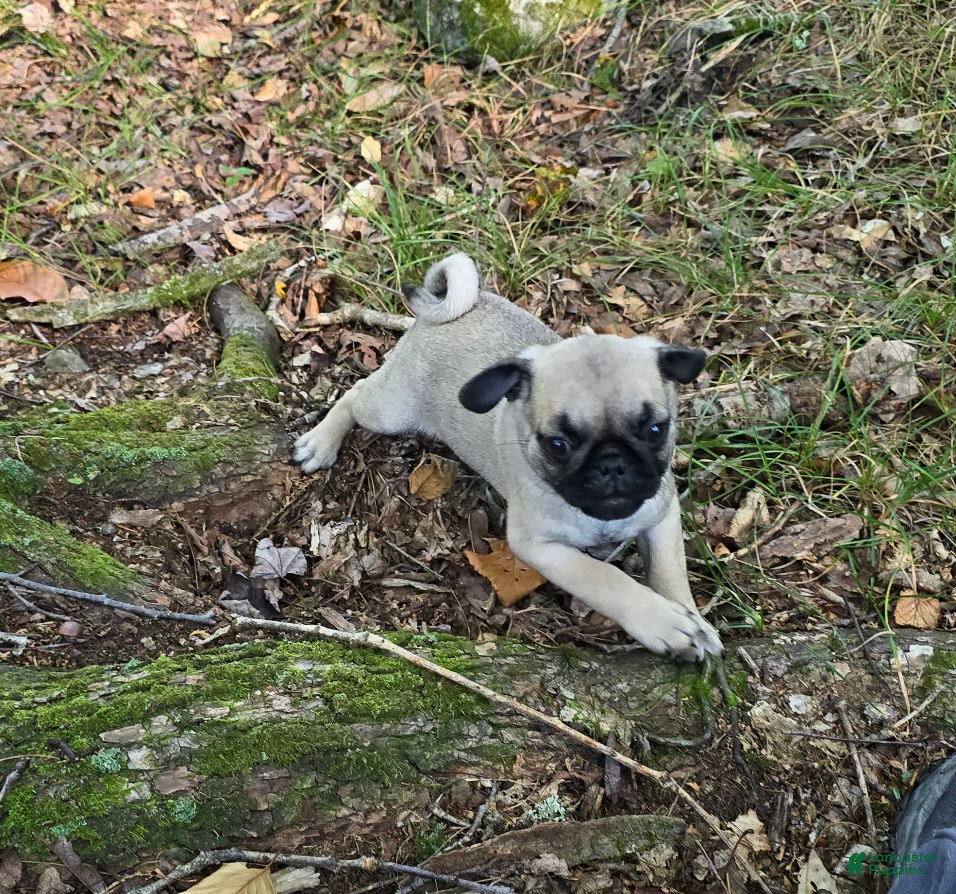 Pug dogs Dwight - Ad 42