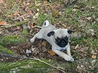 Pug dogs Dwight - Ad 27