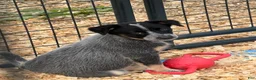 Australian Cattle Dog dogs for sale: Peanut - Ad 1
