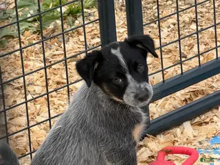 Australian Cattle Dog dogs Peanut - Ad 29