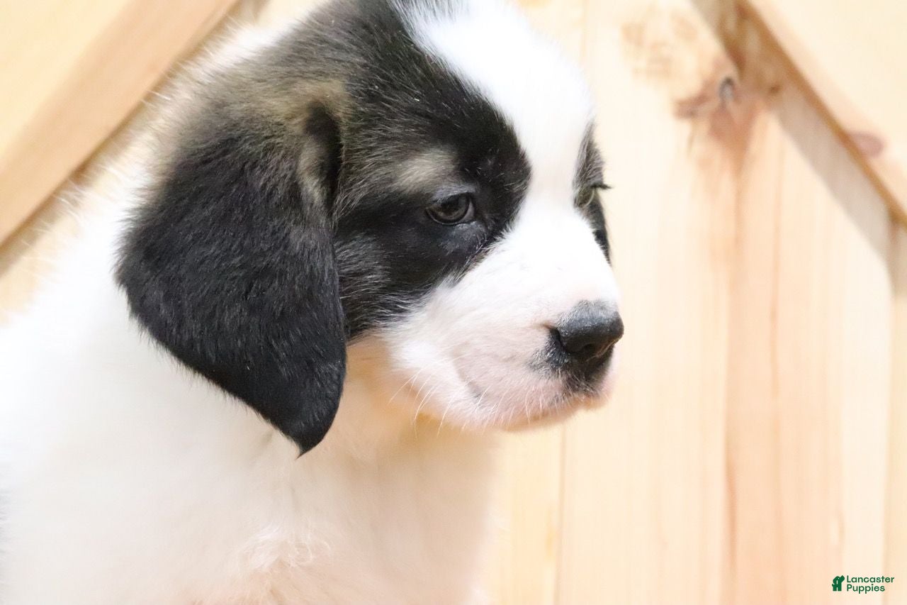 Saint Bernard dogs Holly - Ad 4