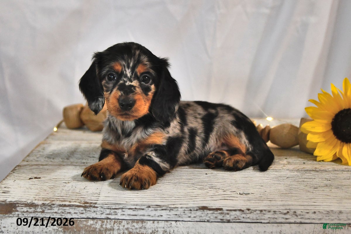 Miniature Dachshund dogs Latte - Ad 2