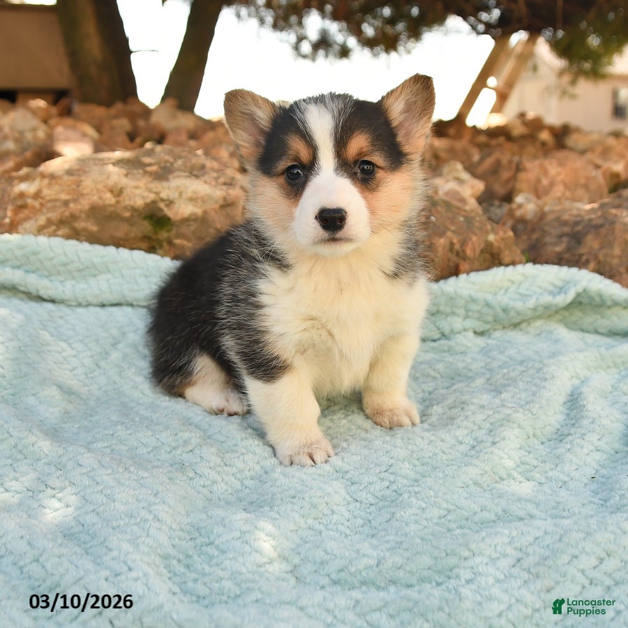 Welsh Corgi Pembroke dogs for sale: Ruby - Ad 1