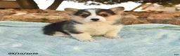 Welsh Corgi Pembroke dogs for sale: Ruby - Ad 1