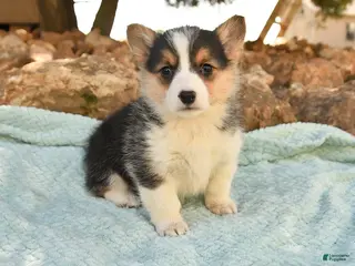 Welsh Corgi Pembroke dogs for sale: Ruby - Ad 1