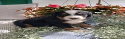 Bernese Mountain Dog dogs for sale: Amy - Ad 3